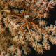 More corals in Lydonia Canyon